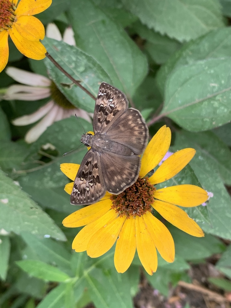 Horace S Duskywing From Fox Chase Dr Southaven Ms Us On July