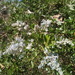 Square