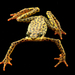 Rio Pescado Stubfoot Toad - Photo (c) Arca de los Sapos, all rights reserved, uploaded by Centro Jambatu