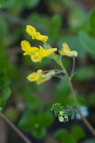 Subespecies Corydalis Micrantha Micrantha Naturalista Mexico