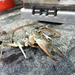Southern Plains Crayfish - Photo (c) Ben Labay, all rights reserved, uploaded by Ben Labay
