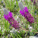 Gattinger's Prairie Clover - Photo (c) castanea, all rights reserved, uploaded by castanea
