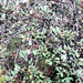 Square