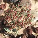 Eriogonum nidularium - Photo (c) Jay Keller, todos os direitos reservados, uploaded by Jay L. Keller
