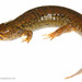 Black-bellied Salamander - Photo (c) J.P. Lawrence, all rights reserved