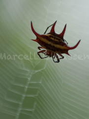 Image of Gasteracantha curvispina