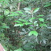 Square