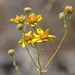 Bahiopsis reticulata - Photo (c) Jay Keller, כל הזכויות שמורות, הועלה על ידי Jay Keller