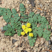 Lomatium martindalei - Photo (c) Wendy Feltham, כל הזכויות שמורות, uploaded by Wendy Feltham