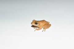 Small
