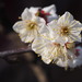 Prunus mume - Photo (c) harum.koh, כל הזכויות שמורות, uploaded by harum.koh