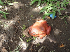 Small