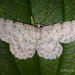 Catoria sublavaria - Photo (c) Nuwan Chathuranga, όλα τα δικαιώματα διατηρούνται, uploaded by Nuwan Chathuranga