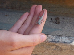Small