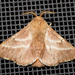 Eastern Tent Caterpillar Moth - Photo (c) Timothy Reichard, all rights reserved, uploaded by Timothy Reichard