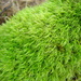 Square