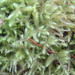 Square