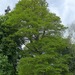 Pedunculate Oak × Sessile Oak - Photo (c) Tig, all rights reserved