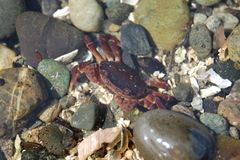 Small