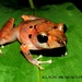Pristimantis lanthanites - Photo (c) elson, all rights reserved