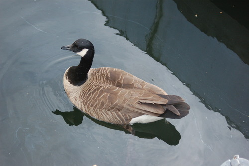 Medium