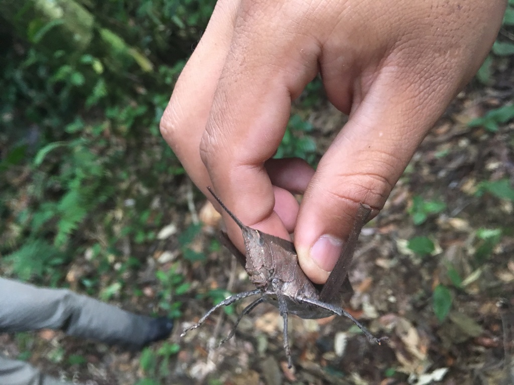 Short Horned Grasshoppers And Locusts From Provincia De Pastaza