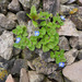 Grey Field-Speedwell - Photo (c) Tig, all rights reserved