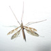 Giant Cranefly - Photo (c) Tig, all rights reserved