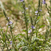 Fanleaf Vervain - Photo (c) Layla, all rights reserved, uploaded by Layla