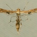 Fire-flag Plume Moth - Photo (c) Roger C. Kendrick, all rights reserved