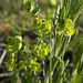 Euphorbia longicruris - Photo (c) Layla, כל הזכויות שמורות, הועלה על ידי Layla