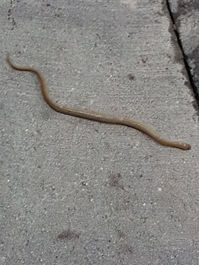 Two Lined Mexican Earth Snake From Calle De Febrero Ozumba De