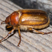 European Chafer - Photo (c) Timothy Reichard, all rights reserved, uploaded by Timothy Reichard