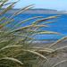 European Marram Grass - Photo (c) Wendy Feltham, all rights reserved, uploaded by Wendy Feltham
