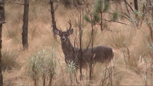 Venado cola blanca del centrosur de México Odocoileus virginianus