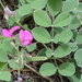 Hoary Pea - Photo (c) markg, all rights reserved, uploaded by markg