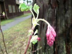 Small