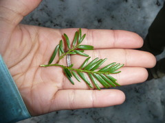 Small