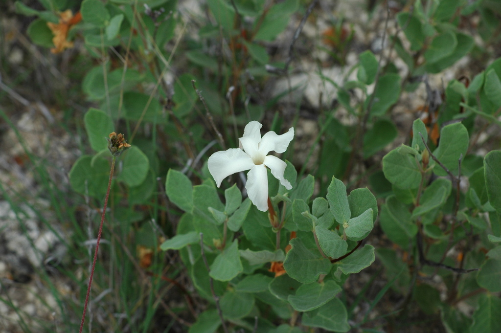 Rock Trumpets (Boerne Area Plants) · NaturaLista Mexico