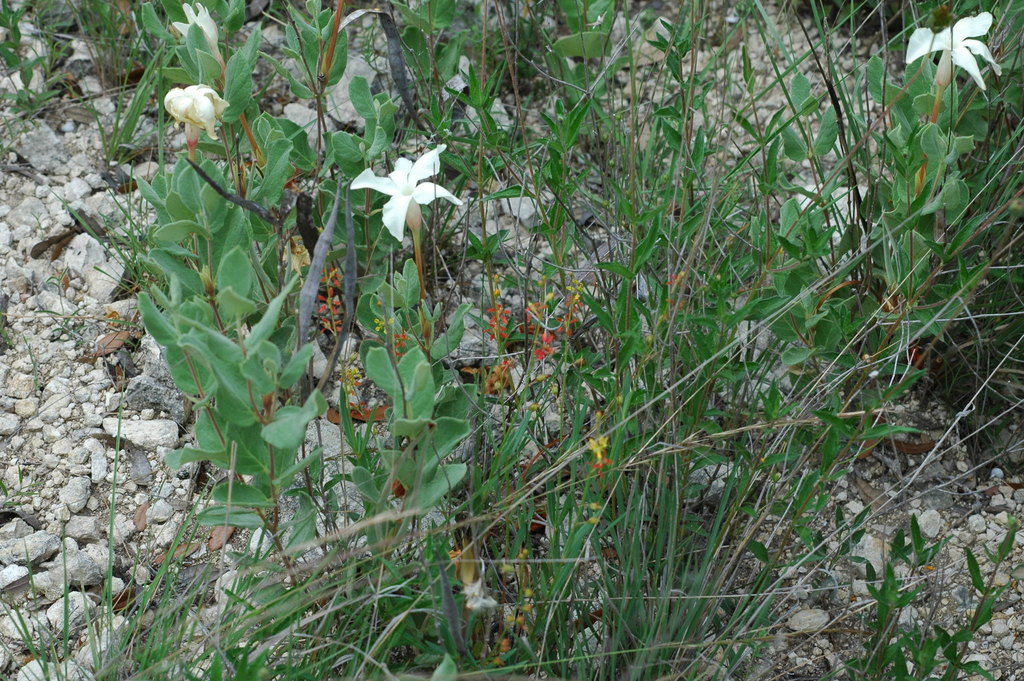 Rock Trumpets (Boerne Area Plants) · iNaturalist