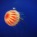 Compass Jelly - Photo (c) Mert Gokalp, all rights reserved