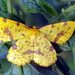 False Crocus Geometer Moth - Photo (c) castanea, all rights reserved, uploaded by castanea