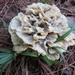 Thelephora vialis - Photo (c) John Ratzlaff, all rights reserved, uploaded by J. Allen Ratzlaff