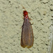 Pacific Dampwood Termite - Photo (c) BJ Stacey, all rights reserved