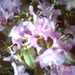 Square