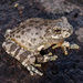 Canyon Tree Frog - Photo (c) James N. Stuart, all rights reserved, uploaded by James N. Stuart