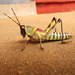 Zonocerus elegans - Photo (c) olie, all rights reserved