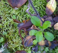 Small