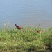 Square