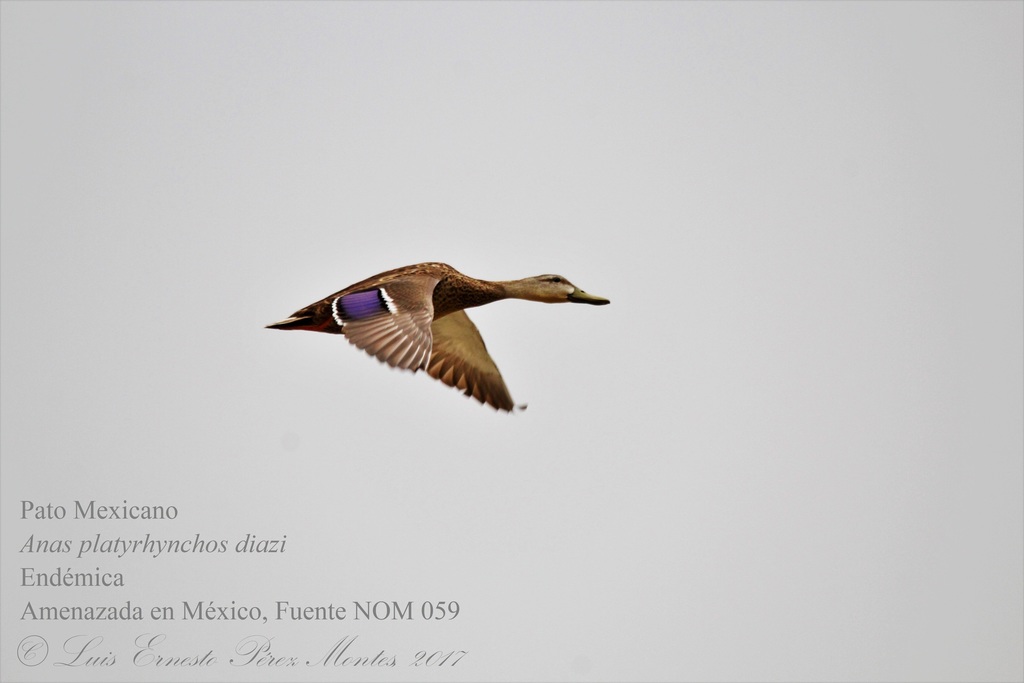 Mexican Duck from Santo Domingo S L P México on July 11 2017 at 11